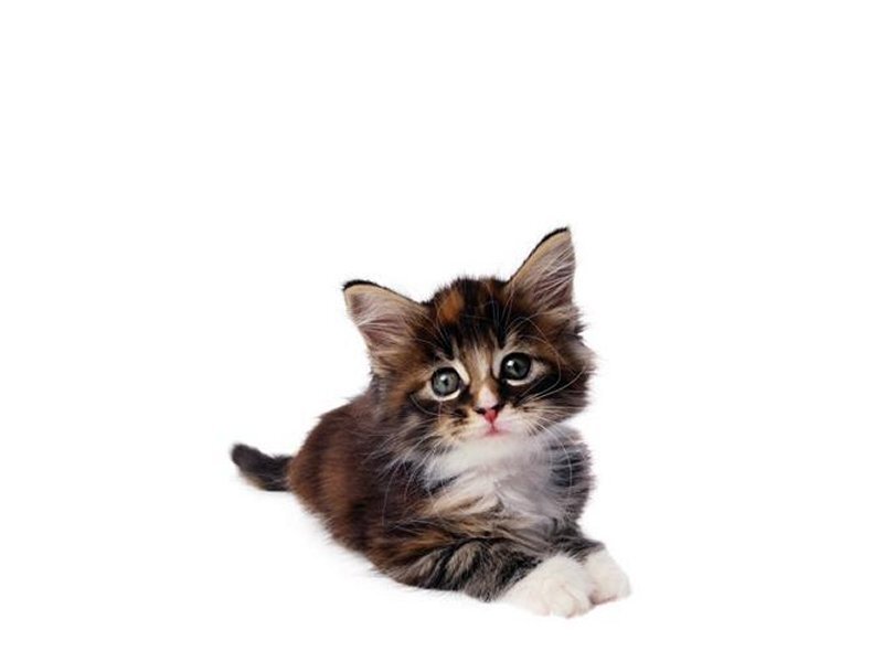 Fluffy Tabby Kitten — Brown, Innocent, Photograph