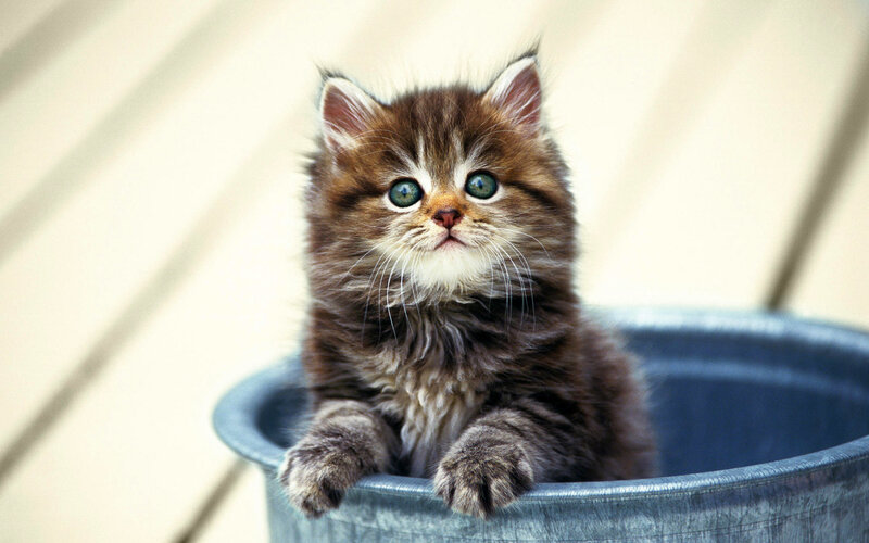 Fluffy Tabby Kitten — Brown, Innocent