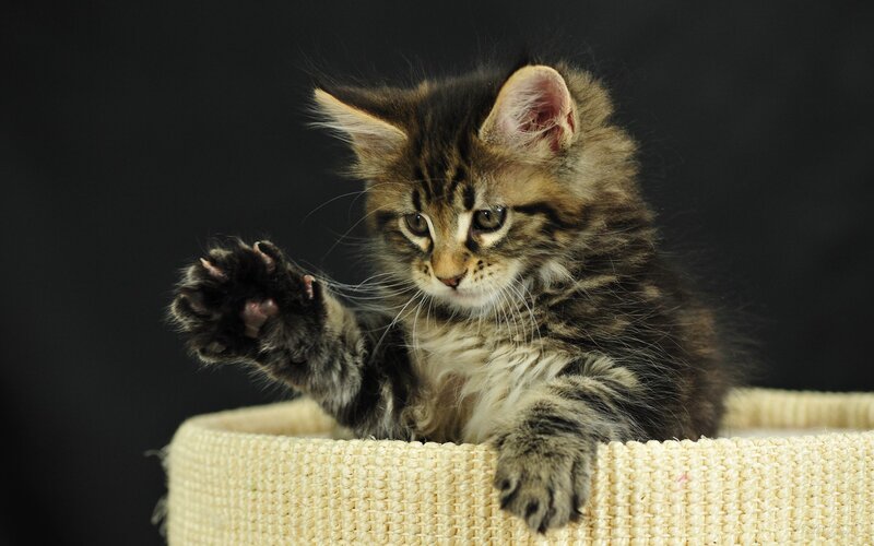 Fluffy Tabby Kitten — Brown, Playful, Photograph, Cat Bed