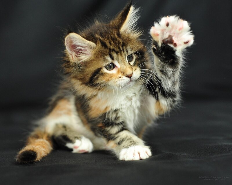 Fluffy Tabby Kitten — Brown, Playful, Photograph, Paw