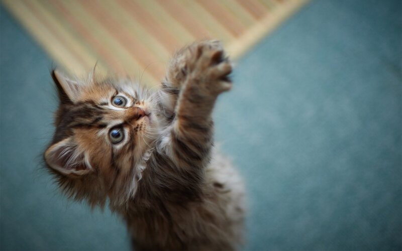 Fluffy Tabby Kitten — Brown, Playful, Photograph