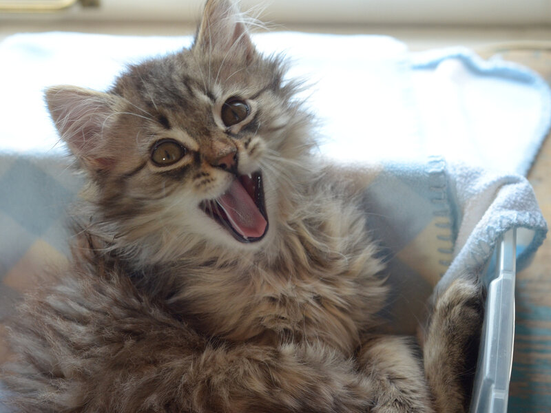 Fluffy Tabby Kitten — Brown, Playful