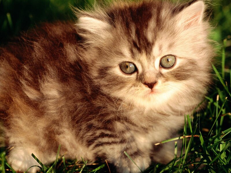 Fluffy Tabby Kitten — Brown