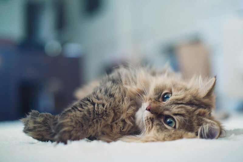 Fluffy Tabby Kitten — Carpet