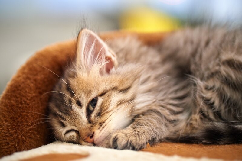 Fluffy Tabby Kitten — Cat Bed