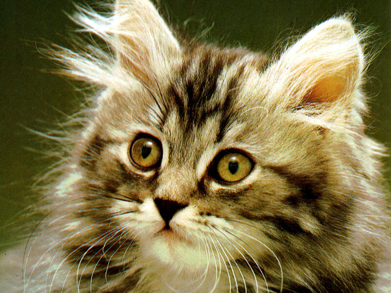 fluffy tabby kitten close-up