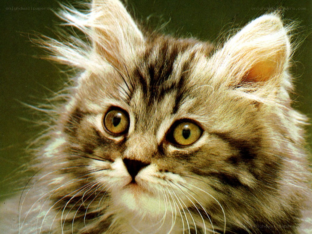 fluffy tabby kitten close-up
