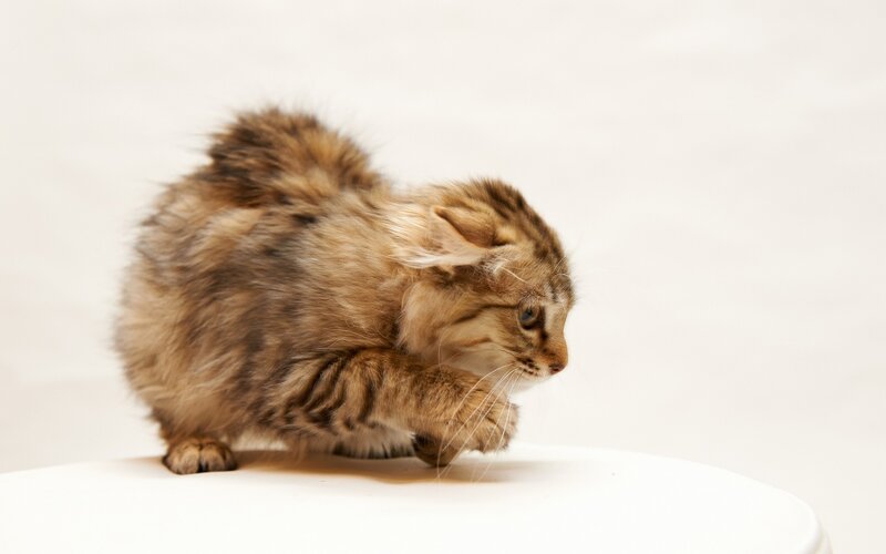 fluffy tabby kitten crouching