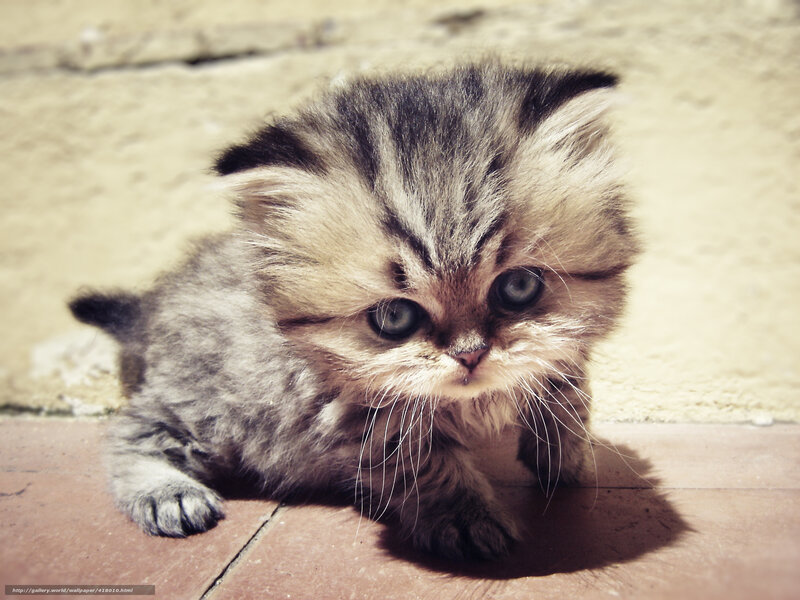 Fluffy Tabby Kitten — Gray, Calm, Afternoon, Photograph, Pavement
