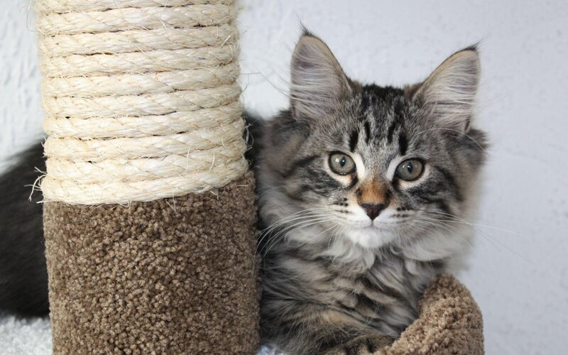 Fluffy Tabby Kitten — Gray, Calm, Photograph, Cat Tree