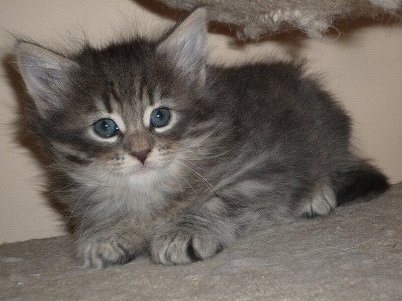 Fluffy Tabby Kitten — Gray, Calm, Photograph, Cat Tree, White