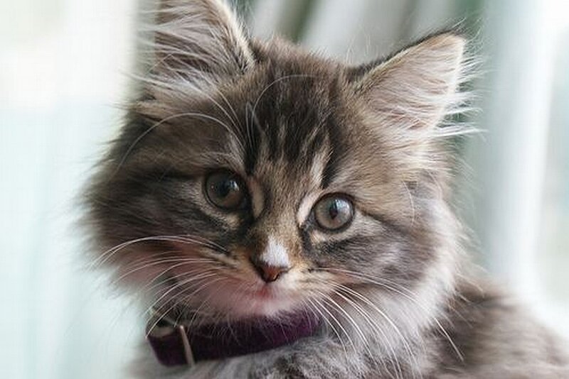 Fluffy Tabby Kitten — Gray, Calm, Photograph, Collar
