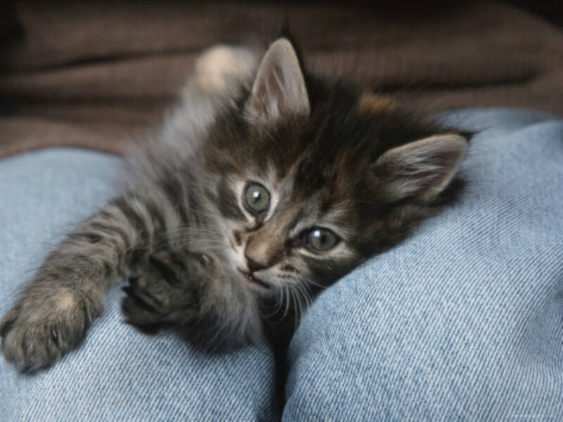 Fluffy Tabby Kitten — Gray, Calm, Photograph, Jeans