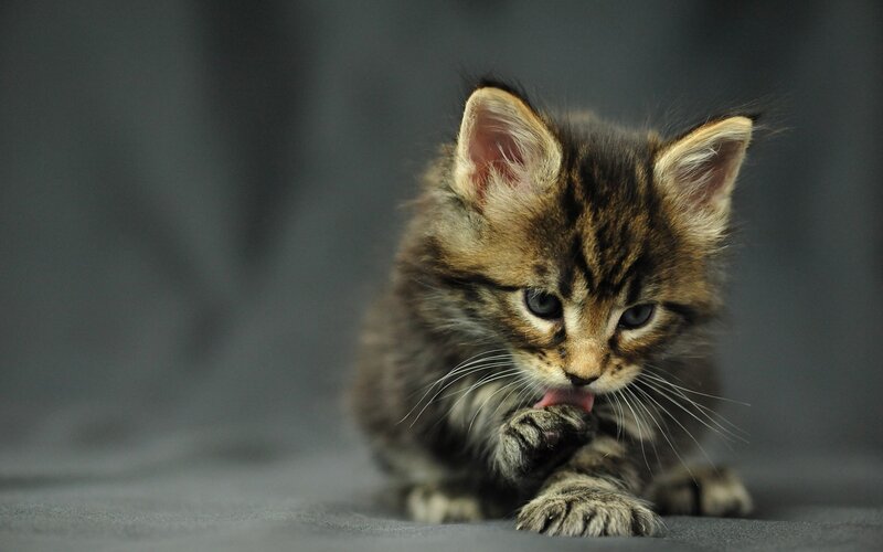 Fluffy Tabby Kitten — Gray, Calm, Photograph, Paw