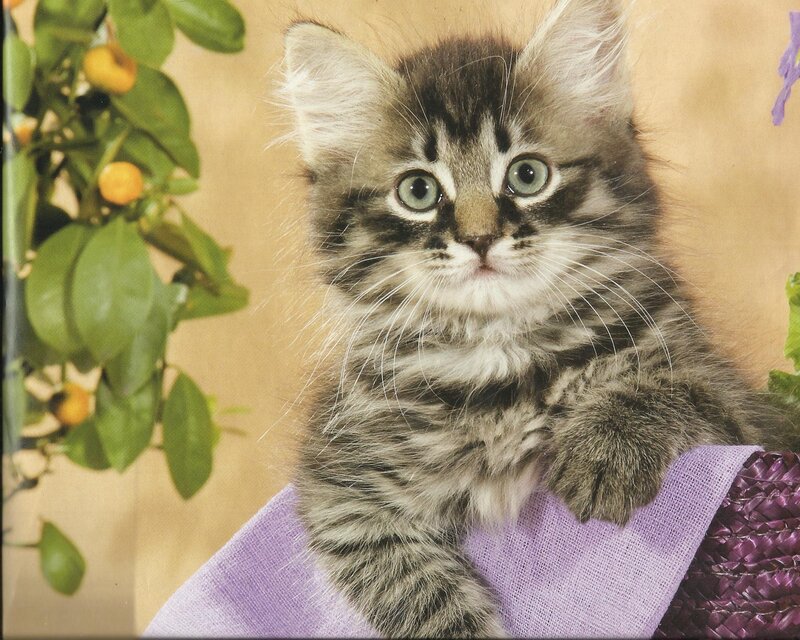 Fluffy Tabby Kitten — Gray, Calm, Photograph, Plant