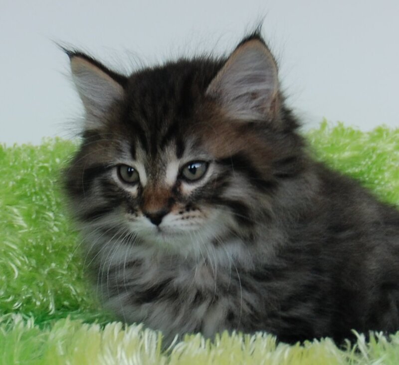 Fluffy Tabby Kitten — Gray, Calm, Photograph