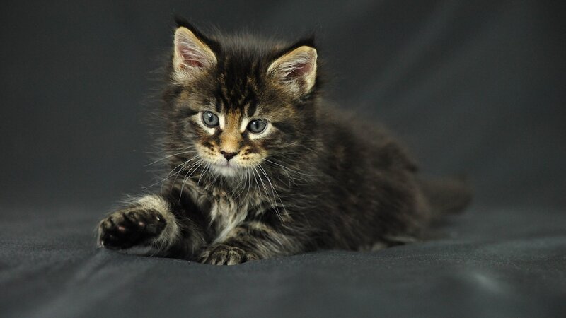 Fluffy Tabby Kitten — Gray, Calm, Photograph, Whiskers