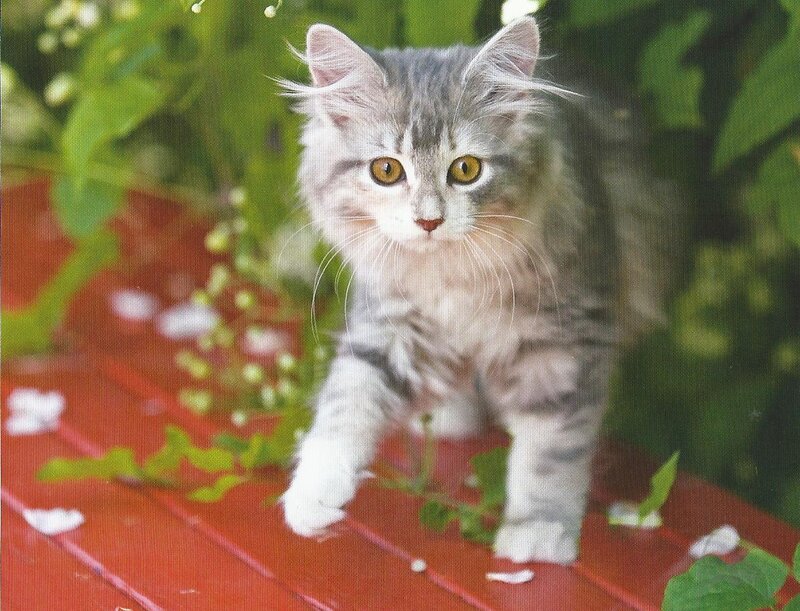 Fluffy Tabby Kitten — Gray, Calm, Spring