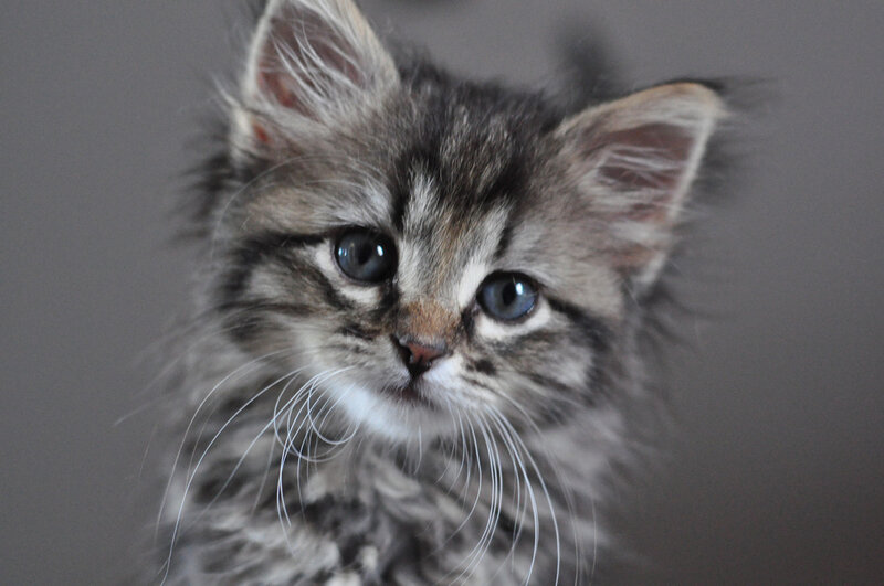 Fluffy Tabby Kitten — Gray, Calm
