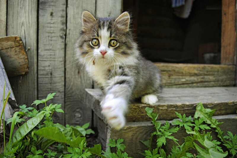 Fluffy Tabby Kitten — Gray, Curious, Afternoon