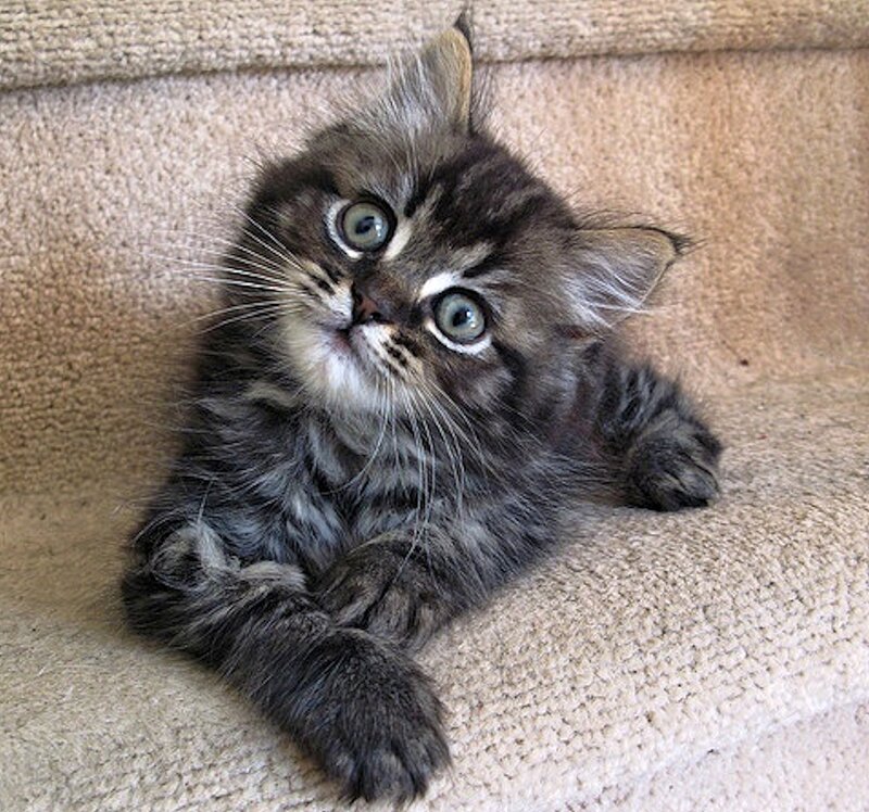 Fluffy Tabby Kitten — Gray, Curious, Photograph, Carpet