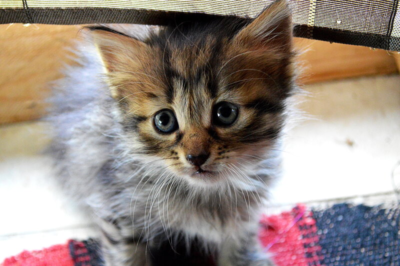 Fluffy Tabby Kitten — Gray, Curious, Photograph