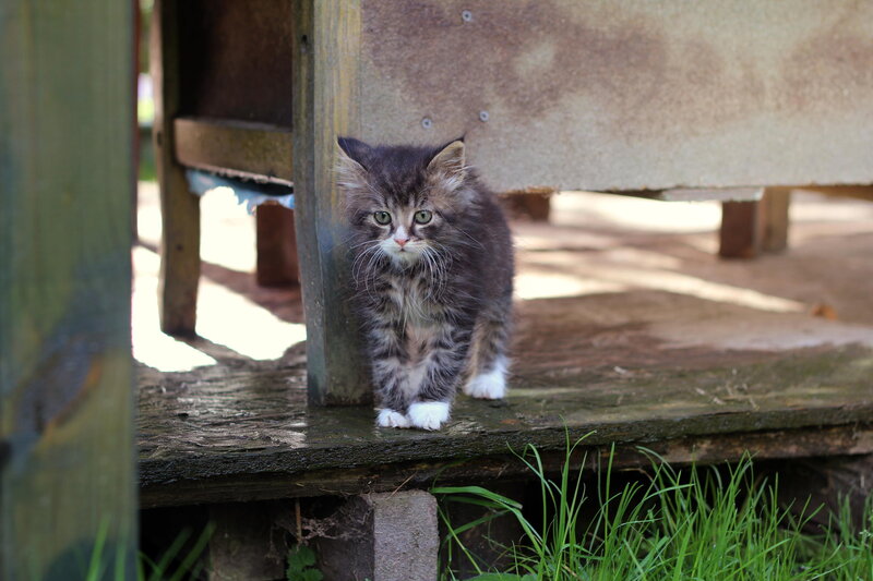 Fluffy Tabby Kitten — Gray, Curious