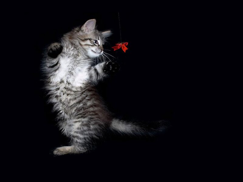 Fluffy Tabby Kitten — Gray, Dramatic