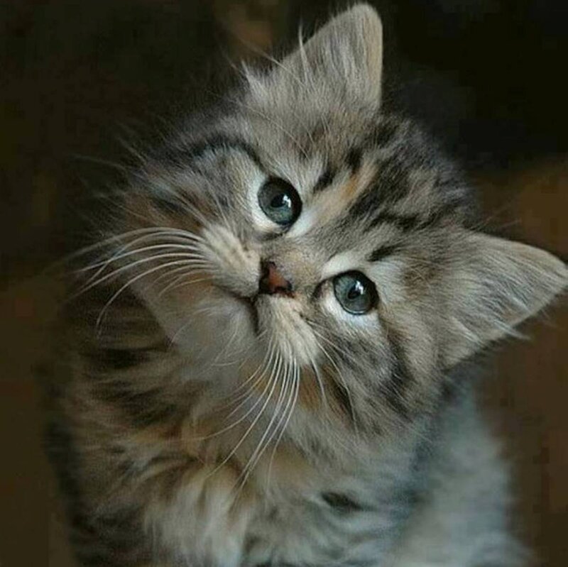 Fluffy Tabby Kitten — Gray, Innocent, Photograph, Whiskers