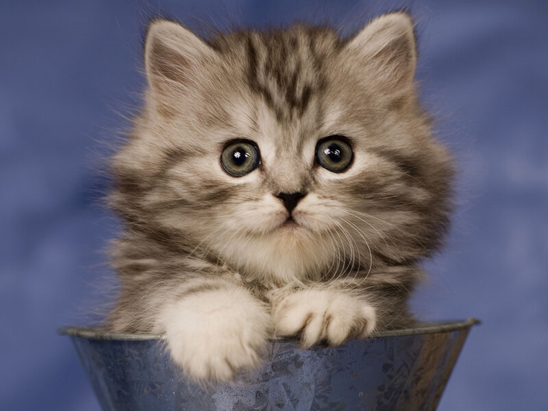 Fluffy Tabby Kitten — Gray, Innocent