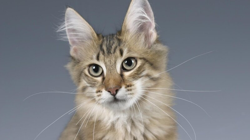 Fluffy Tabby Kitten — Gray, Neutral, Photograph