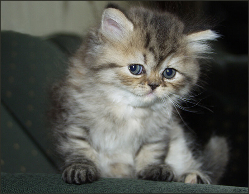 Fluffy Tabby Kitten — Gray