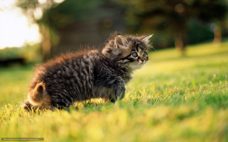 Fluffy Tabby Kitten — Green, Calm, Afternoon, Photograph