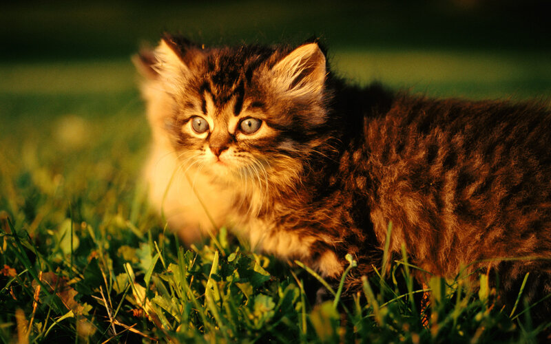 Fluffy Tabby Kitten — Green, Calm, Sunset