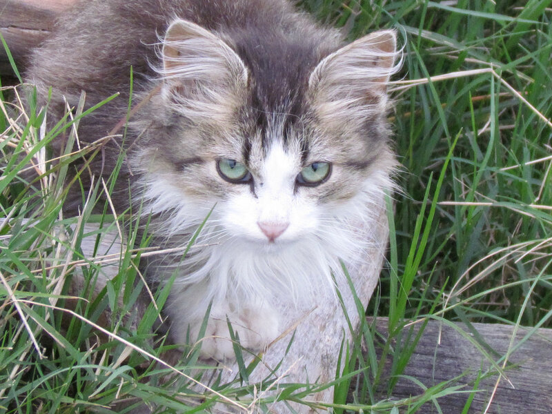 Fluffy Tabby Kitten — Green, Calm
