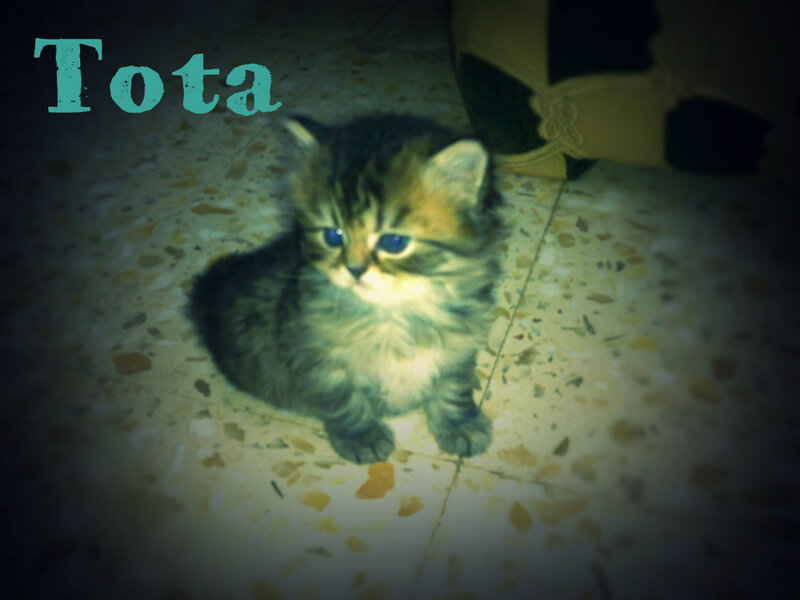 Fluffy Tabby Kitten — Green, Dimly Lit