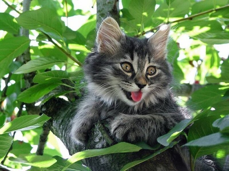 Fluffy Tabby Kitten — Green, Playful
