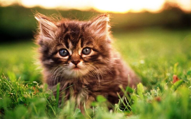 Fluffy Tabby Kitten — Green