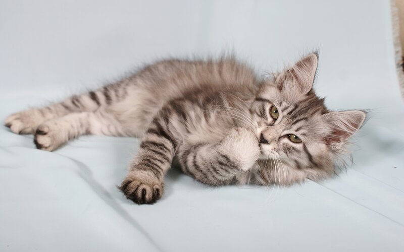 fluffy tabby kitten lying down