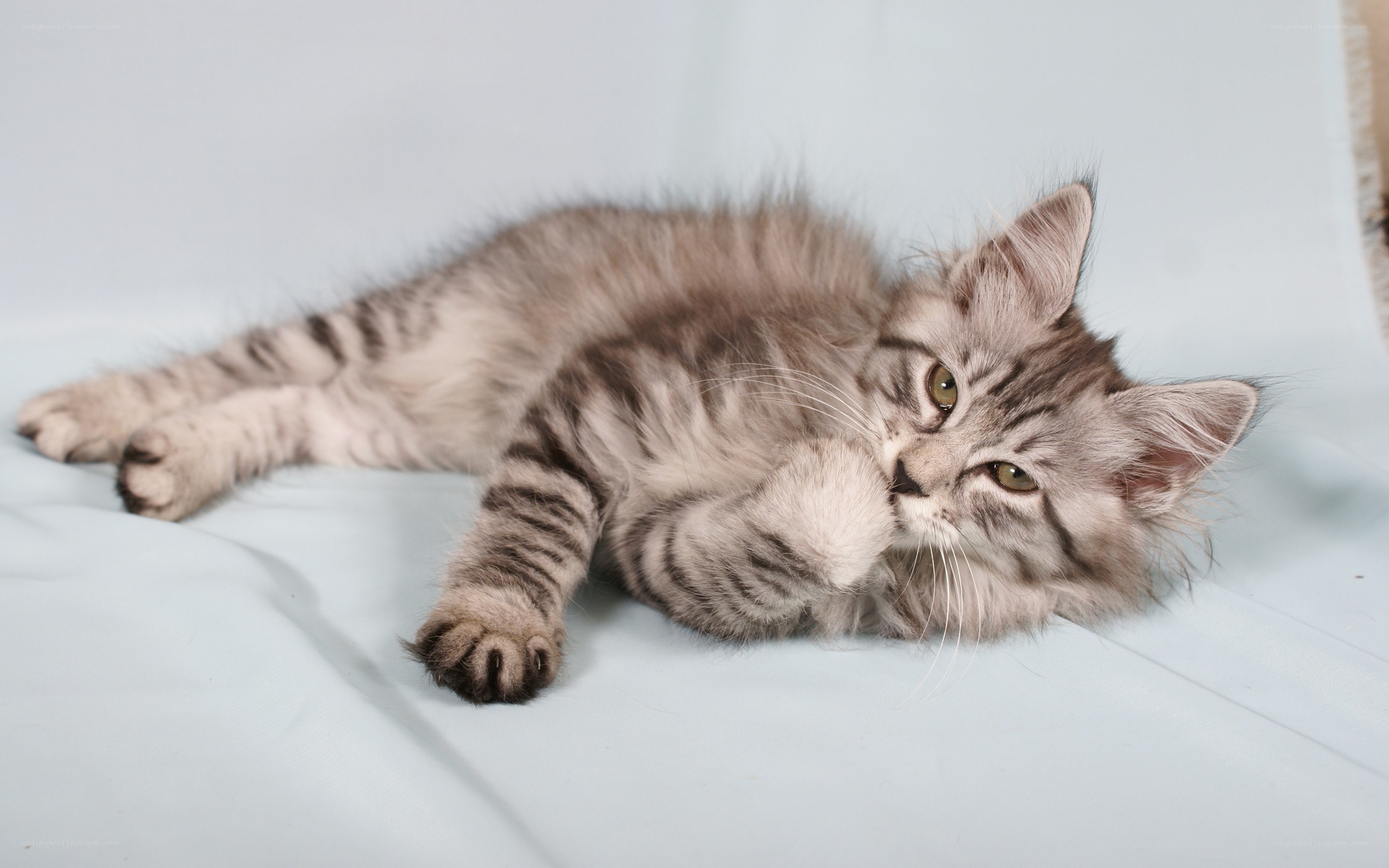 fluffy tabby kitten lying down