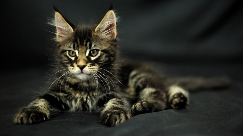 fluffy tabby kitten lying down