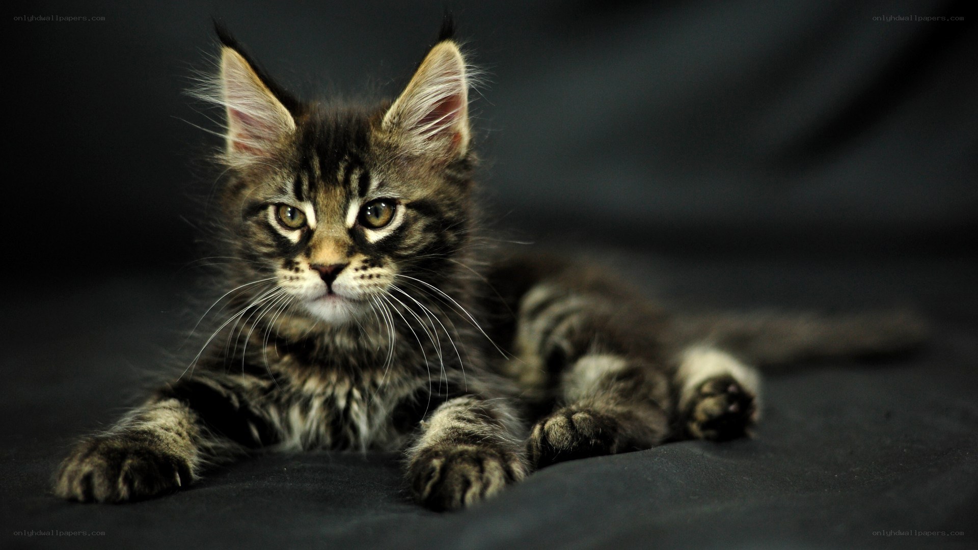 fluffy tabby kitten lying down