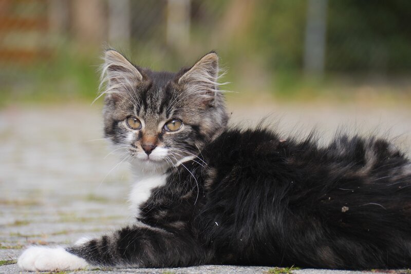 fluffy tabby kitten lying down