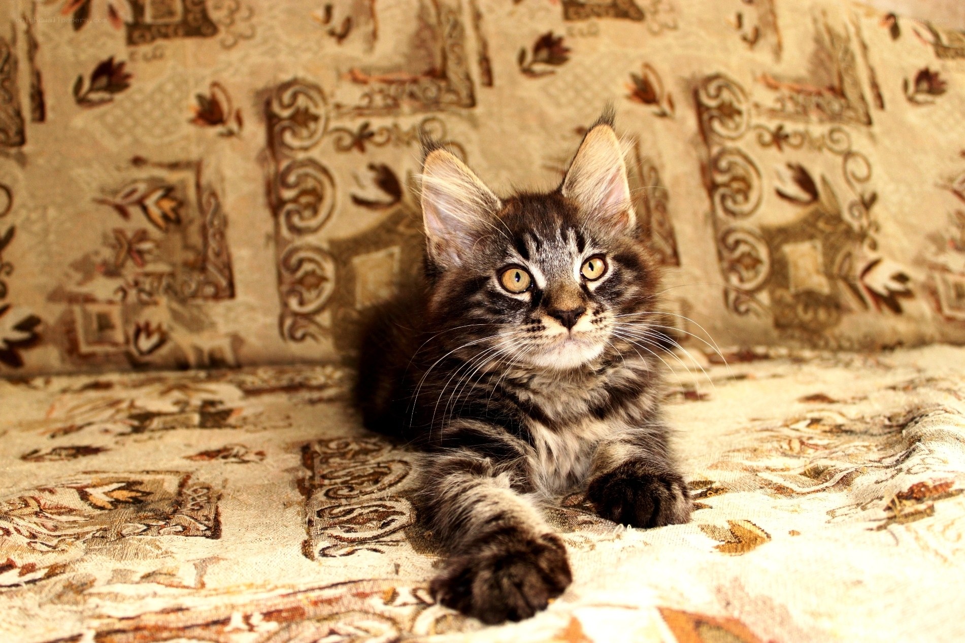 fluffy tabby kitten on couch