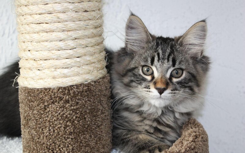 fluffy tabby kitten on scratching post