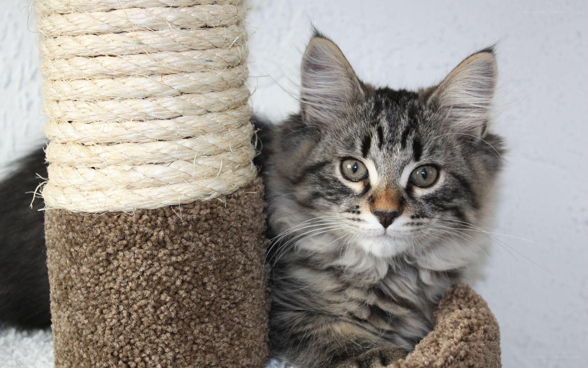 fluffy tabby kitten on scratching post