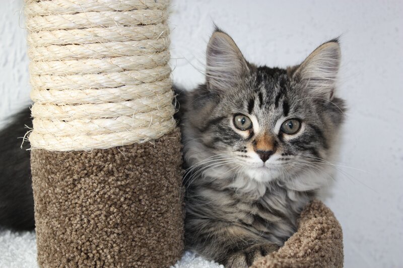 fluffy tabby kitten on scratching post