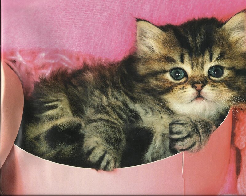 Fluffy Tabby Kitten — Pink, Calm, Photograph