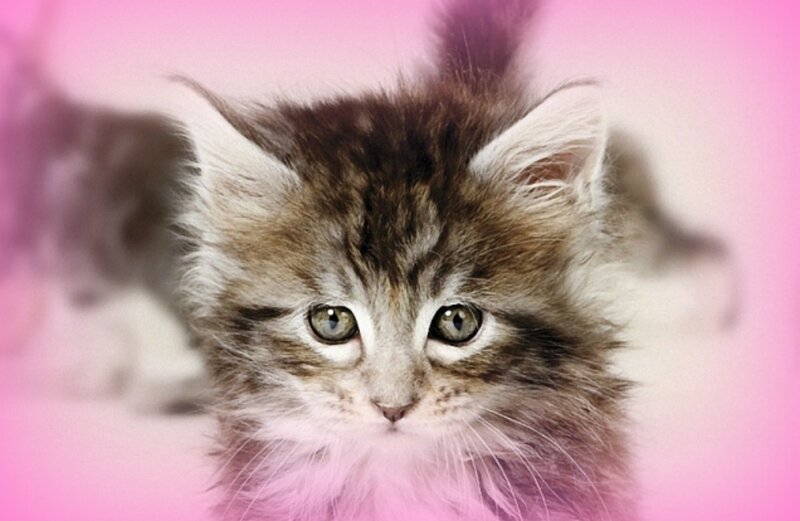 Fluffy Tabby Kitten — Pink, Calm