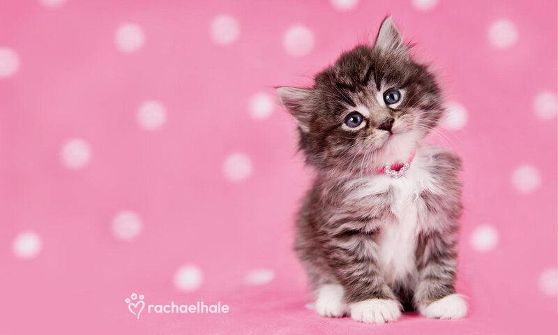 Fluffy Tabby Kitten — Pink